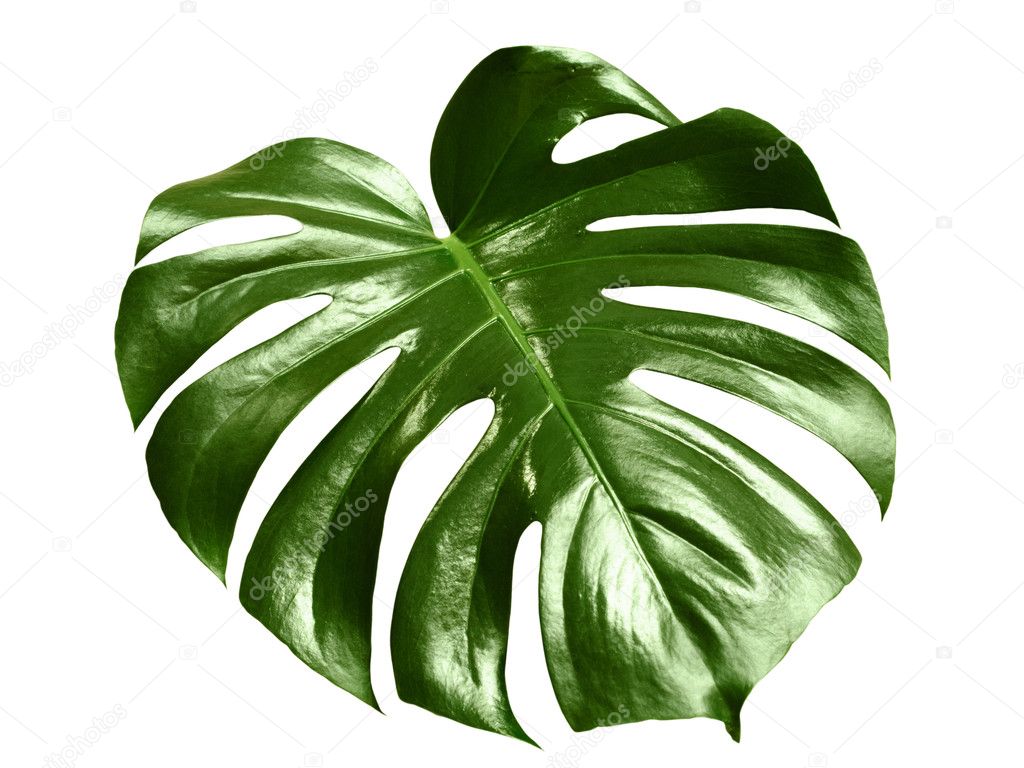Glossy monstera leaf