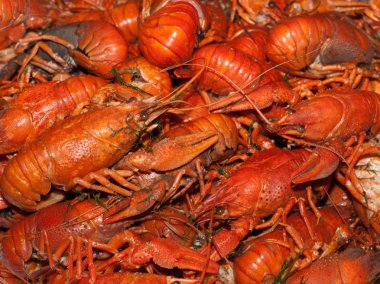 Boiled crawfish clipart