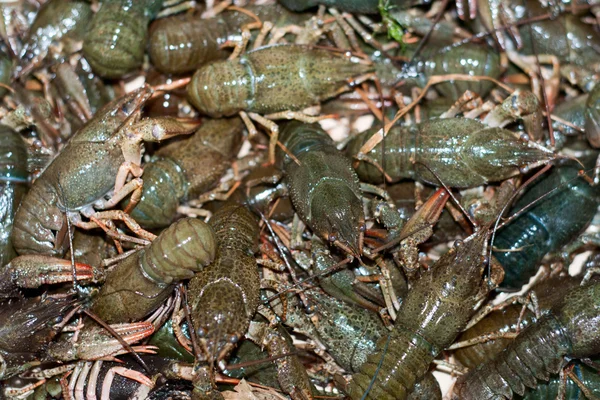 stock image Live crawfish