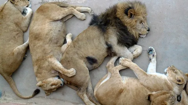 Lion and Lionesses Sleeping