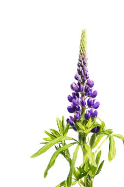 Purple lupine on white clipart