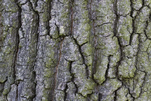 stock image Background rough bark