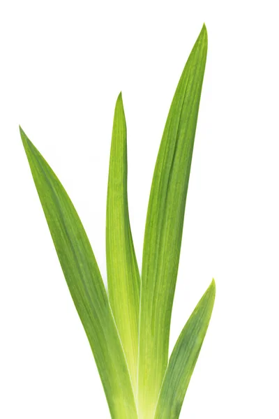 Green iris leafs — Zdjęcie stockowe