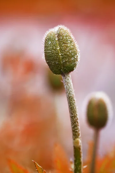 罂粟芽与水滴 — 图库照片