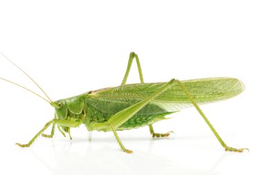 Grasshopper side clipart