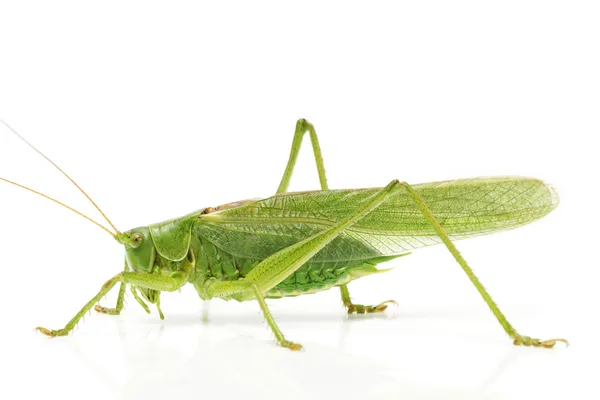 Grasshopper side — Stock Photo, Image