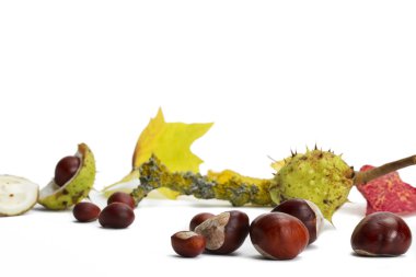 Buckeyes in front of branch and leaves clipart