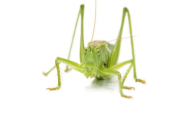 Grasshopper from front — Stock Photo, Image