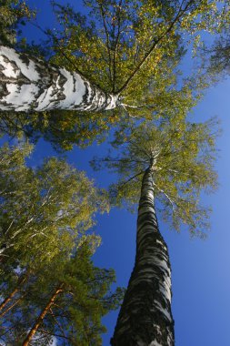 Stand of aspen trees looking up clipart