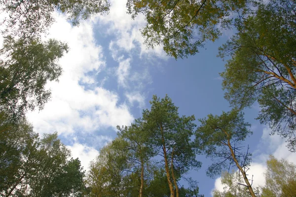 Підставка осикових дерев дивиться вгору — стокове фото
