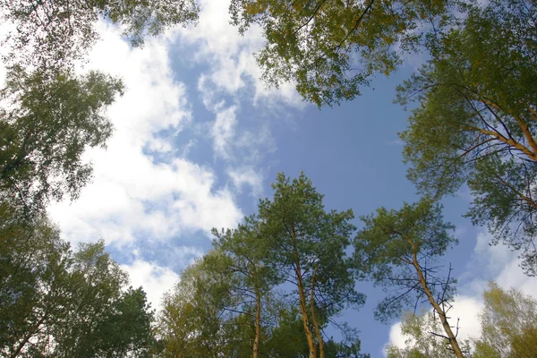 Stativ av aspen träd tittar upp — Stockfoto