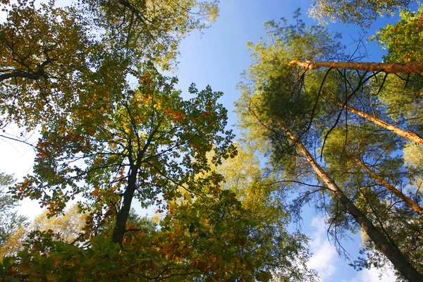 Підставка осикових дерев дивиться вгору — стокове фото