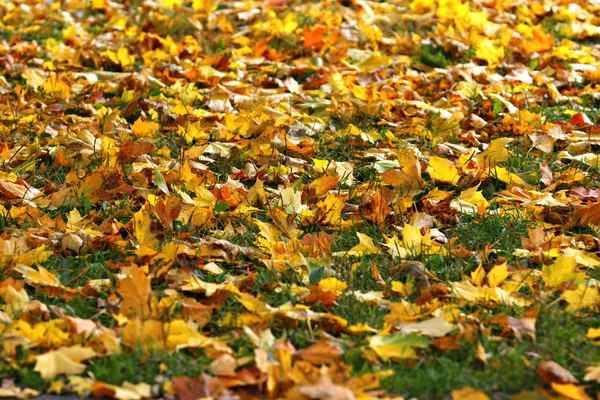 stock image Stand of aspen trees