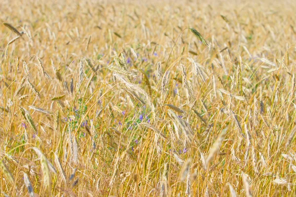 Stock image Grain field