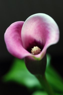 Calla lily çiçek