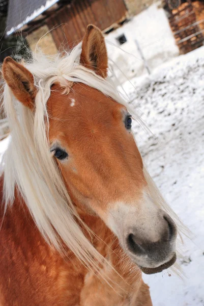 Stock image Horse