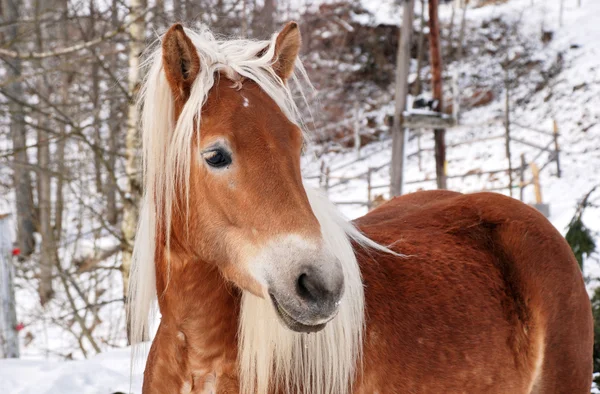 stock image Horse