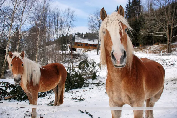 stock image Horses