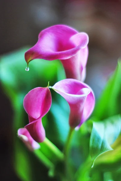 Flor de lirio de Calla Fotos de stock libres de derechos