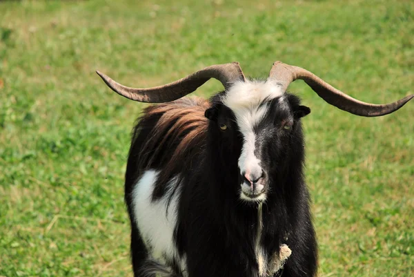 stock image Goat