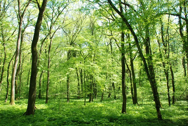 Wald Stockbild