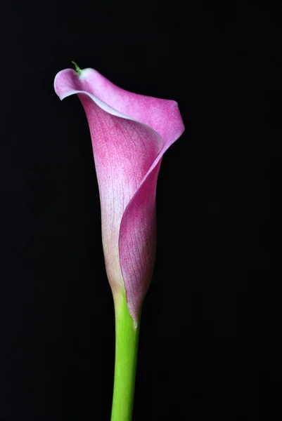 Flor de lirio de Calla —  Fotos de Stock