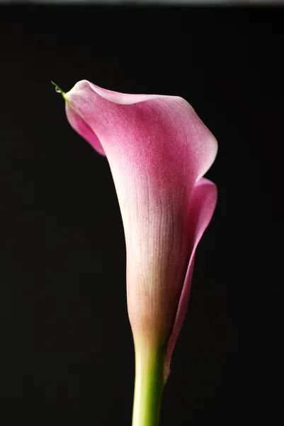Calla liliom virág — Stock Fotó