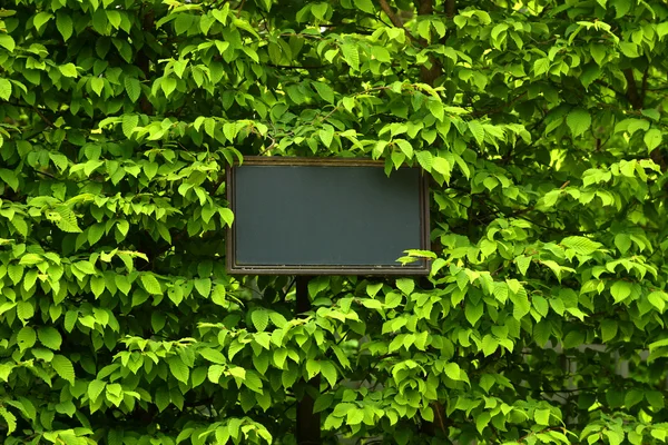 Этикетка на зеленом фоне листьев — стоковое фото