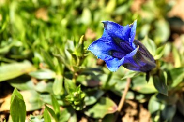 Gentiana