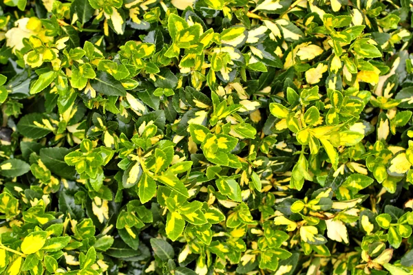Textura de folha verde para uso de fundo — Fotografia de Stock