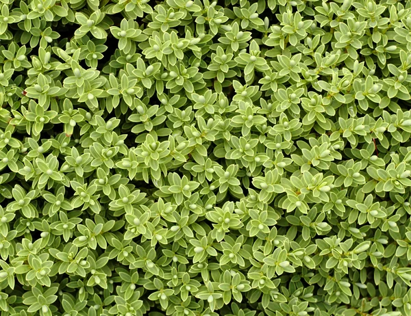배경 녹색 잎 텍스처 사용 — 스톡 사진
