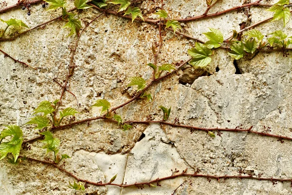 Stary tekstura ściana na tle stosowania — Zdjęcie stockowe