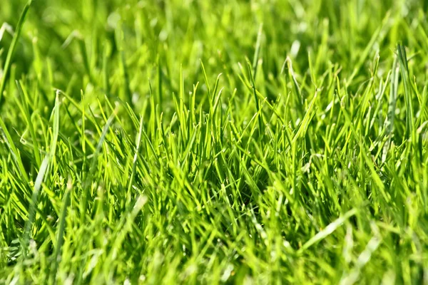 Photo of nice grass for background — Stock Photo, Image