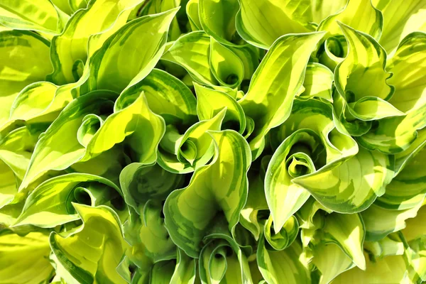 Zöld levelek textúra a háttér használata — Stock Fotó