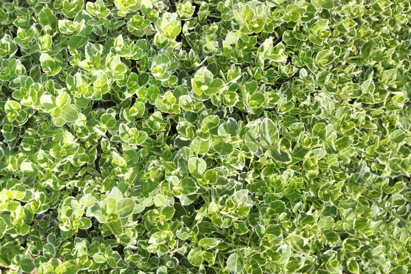 Зеленые листья текстуры для фонового использования — стоковое фото