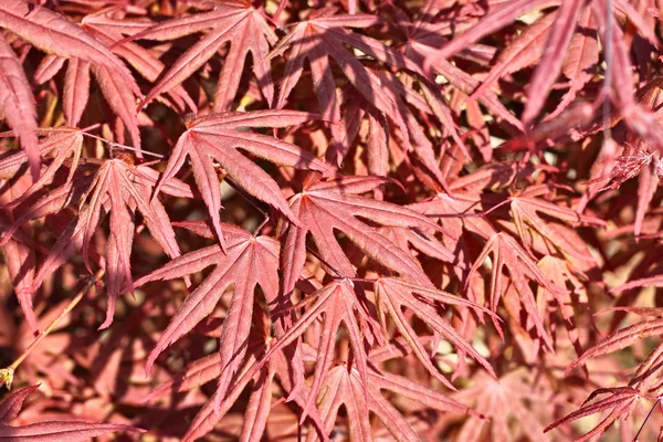 Фон з натуральних кленових листя — стокове фото
