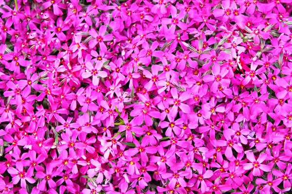 Справжні рожеві квіти фон — стокове фото