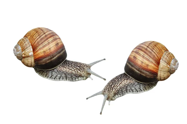 stock image Two garden snails isolated