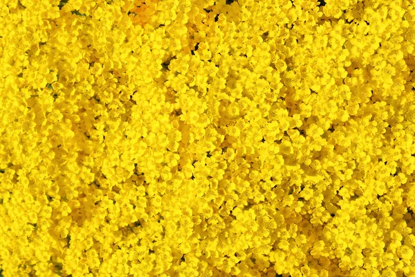 Real yellow flowers background — Stock Photo, Image