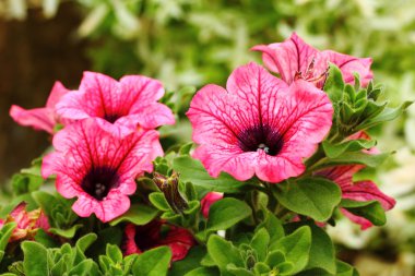 Petunia Surfinia Pink Vein clipart