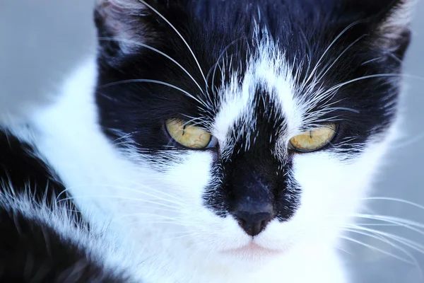 Close up cat portrait — Stock Photo, Image