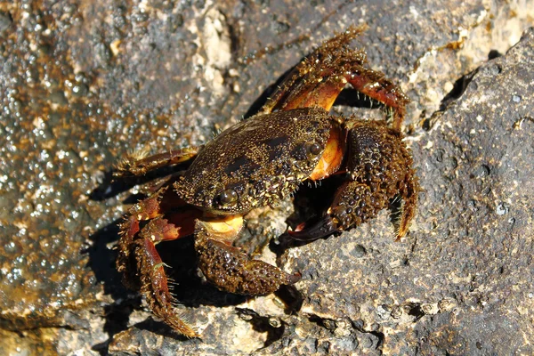 Mittlere Krabbe auf Felsen — Stockfoto