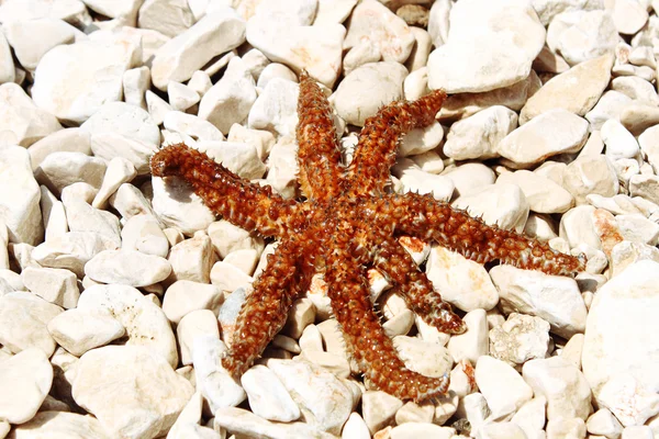 Sea star zittend op gestenigd strand — Stockfoto