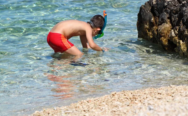Young boy with snorkel hunts crabs and sea star in clear sea — Stock Photo, Image