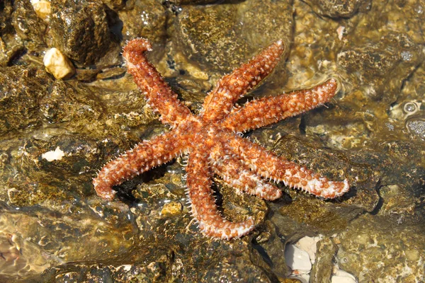 Bella stella di mare sulla roccia — Foto Stock