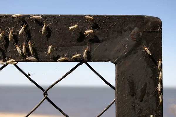 Gnats sur une clôture — Photo