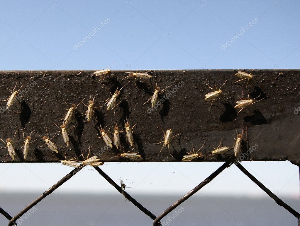 Gnats on the fence
