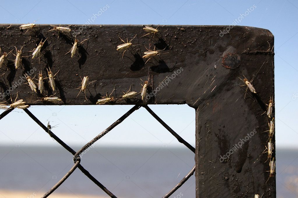 Gnats on a fence