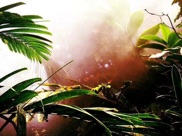 stock image Misty Rainforest