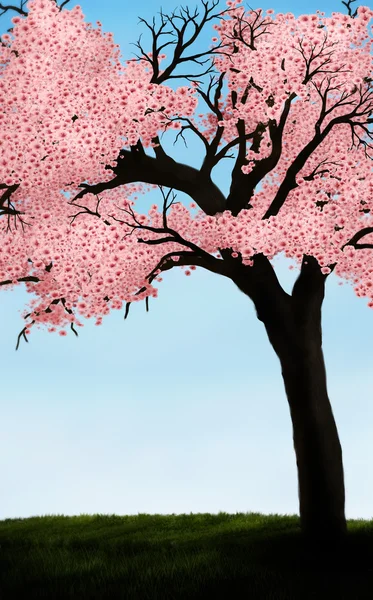 stock image Cherry Blossom Tree